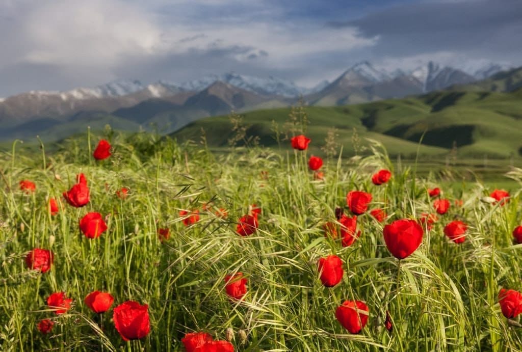 🇰🇬 Offer for deeplink in Kyrgyzstan